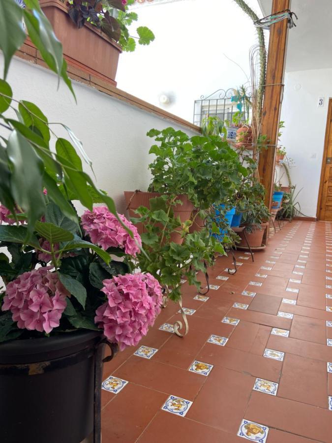 Flores De San Basilio * Cordoba